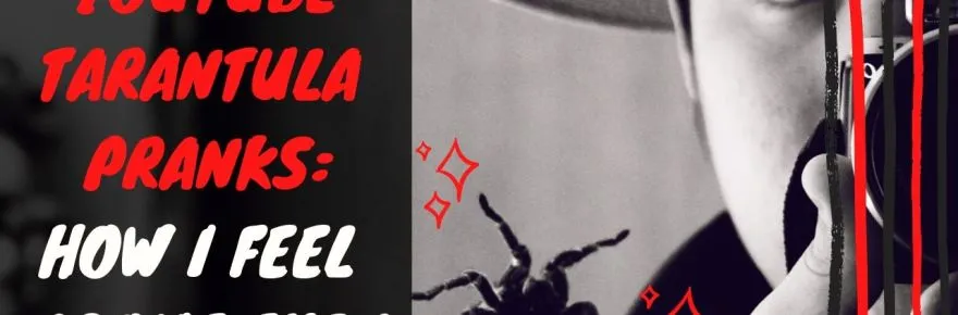 17237 tarantula box image2