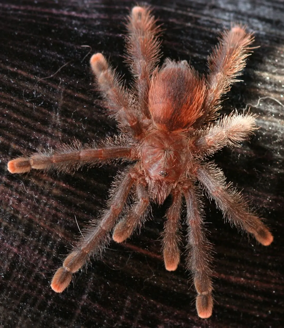 17238 pink toe tarantula breeding