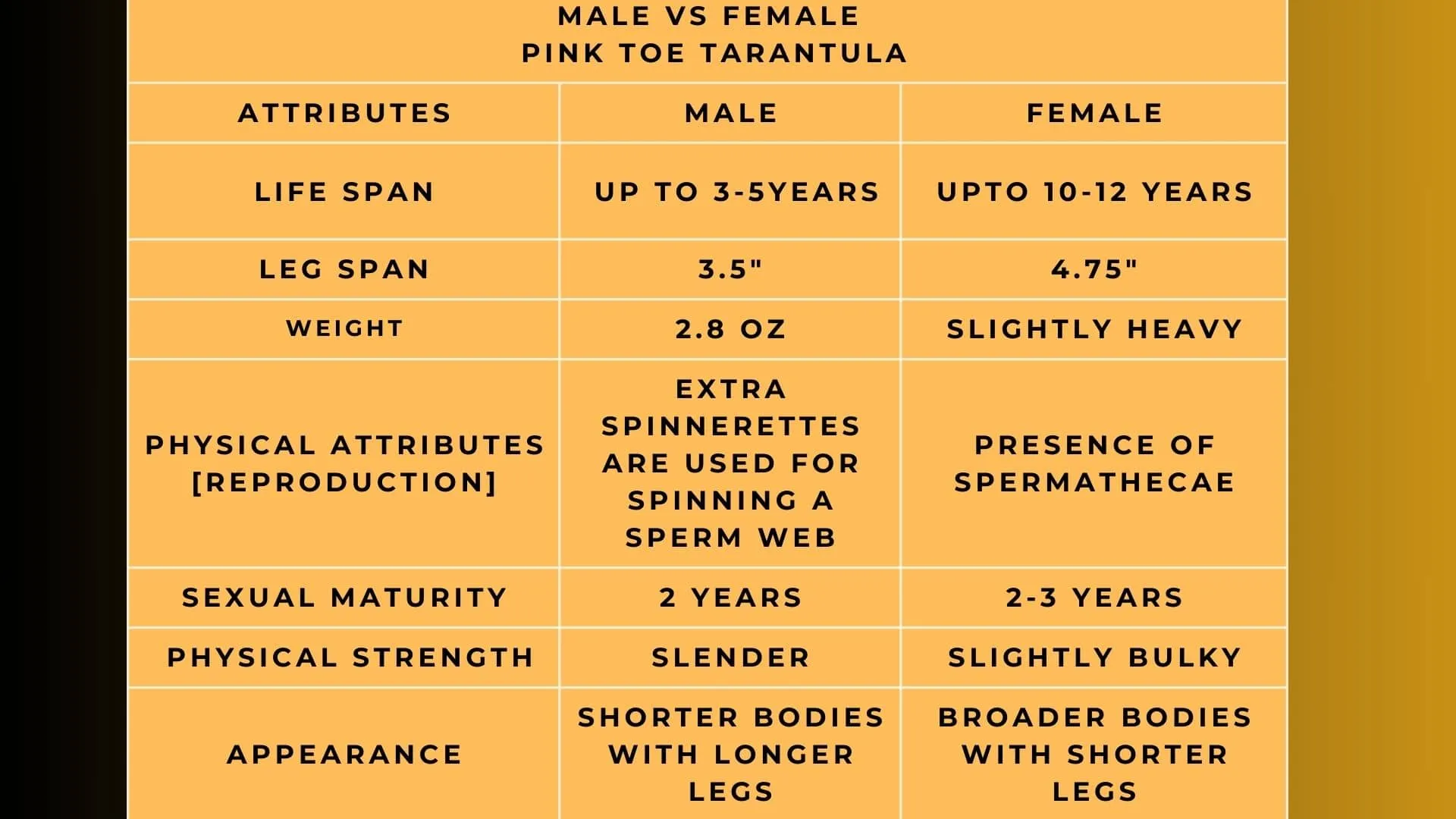 /img/17238-pink-toe-tarantula-habitat.webp