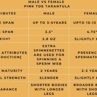 /img/17238-pink-toe-tarantula-habitat.webp