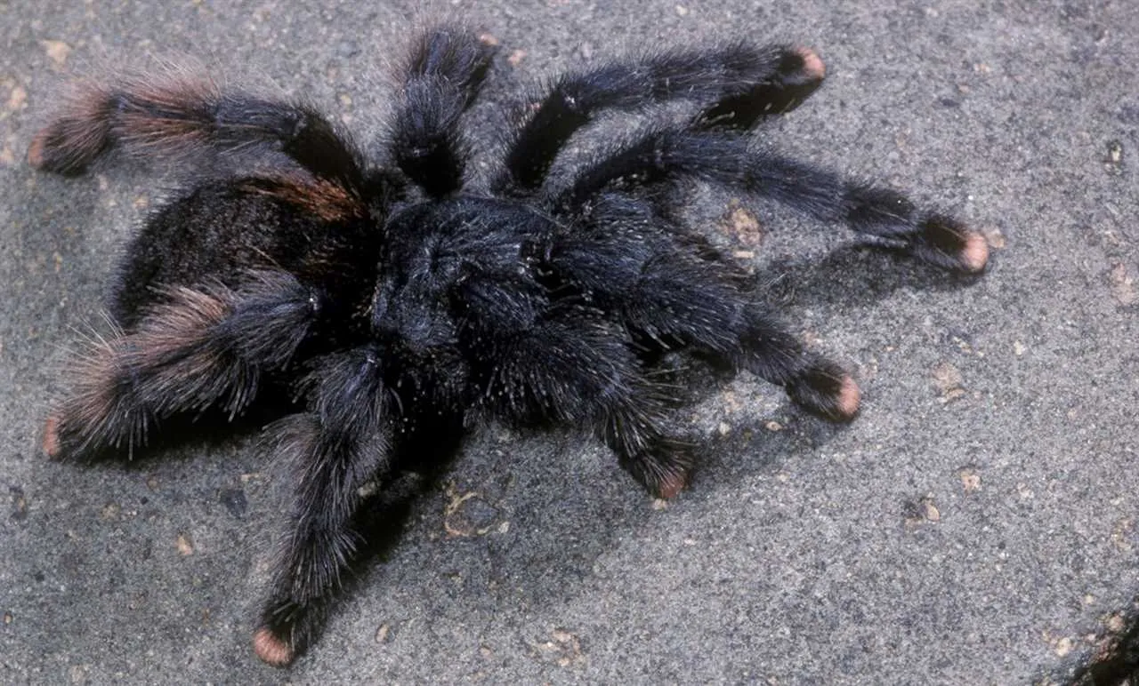 17238 pink toe tarantula molting