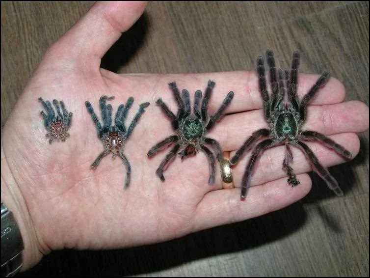 17238 pink toe tarantula webbing
