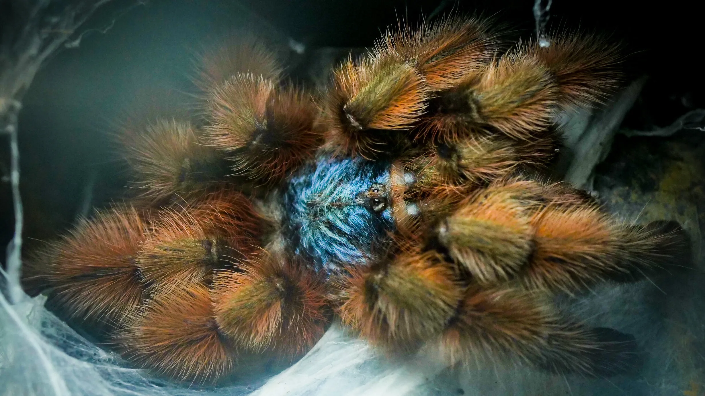 17239 versicolor tarantula beautiful