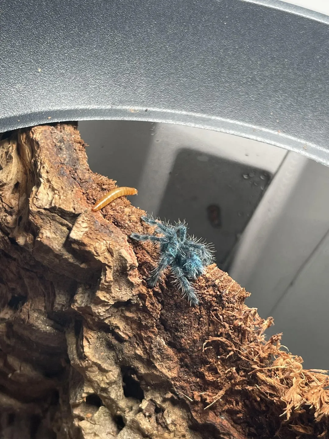17239 versicolor tarantula breeding