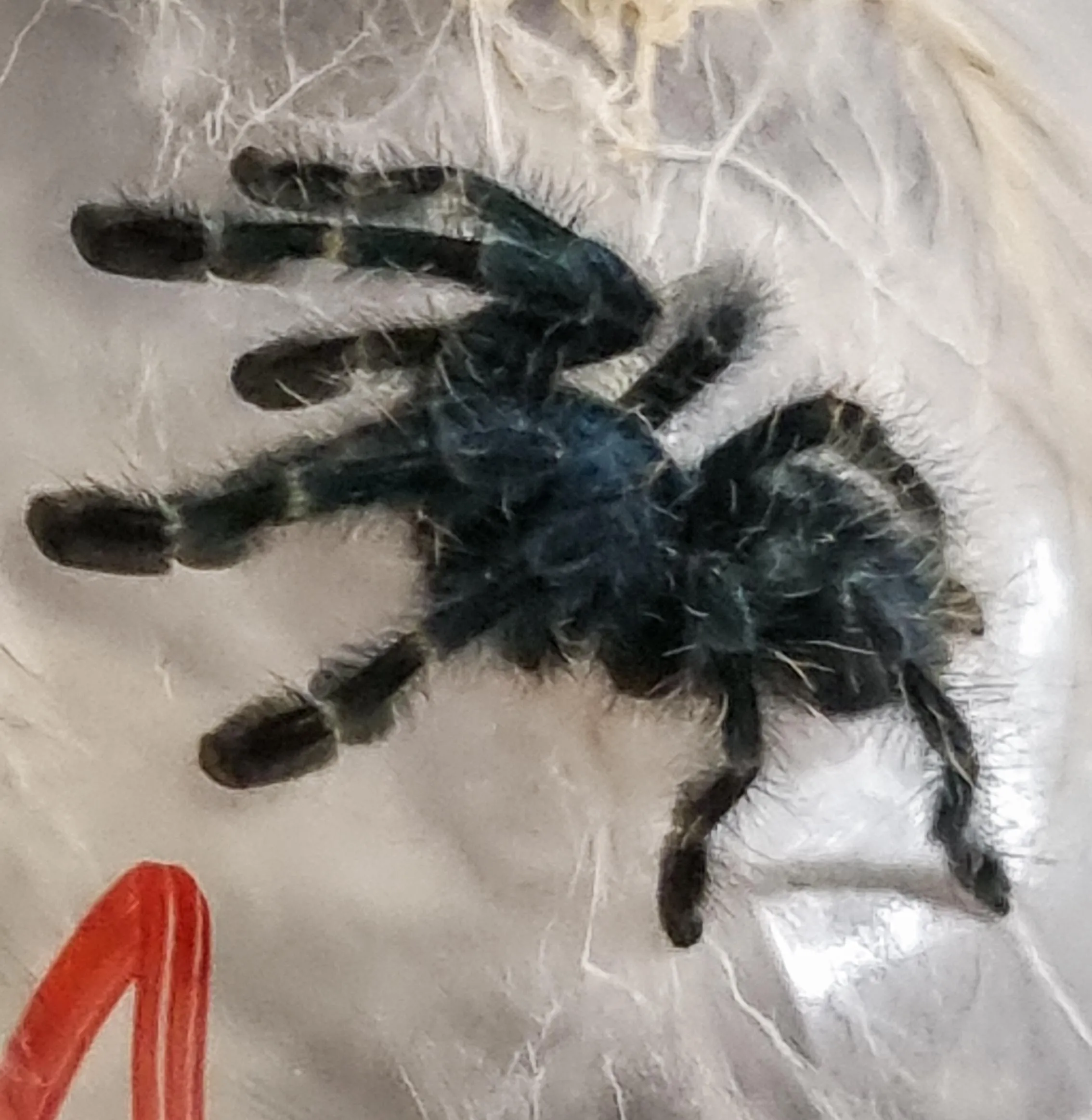 17239 versicolor tarantula feeding