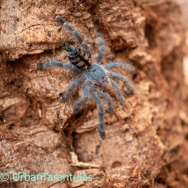 17239 versicolor tarantula habitat