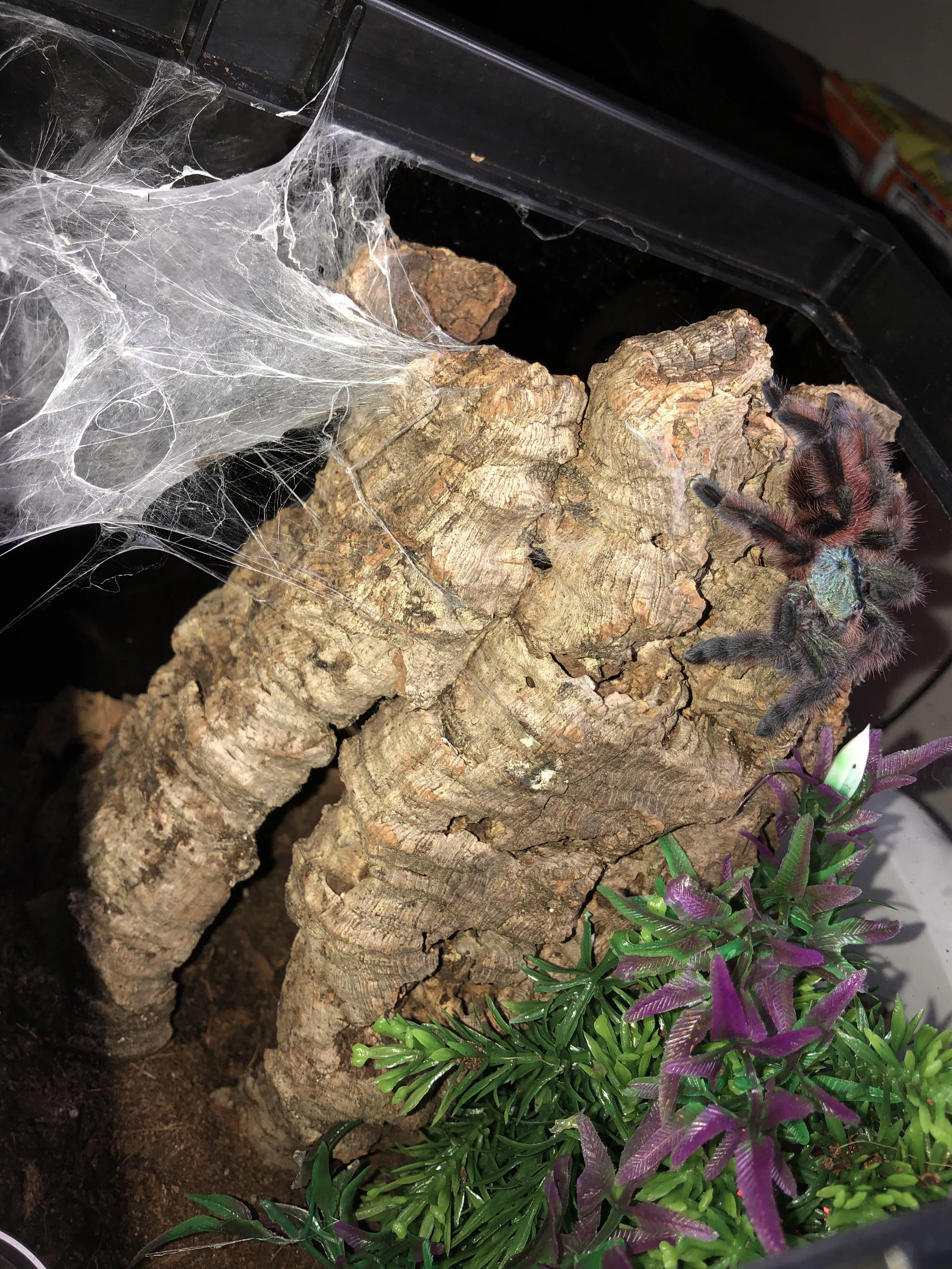 17239 versicolor tarantula handling