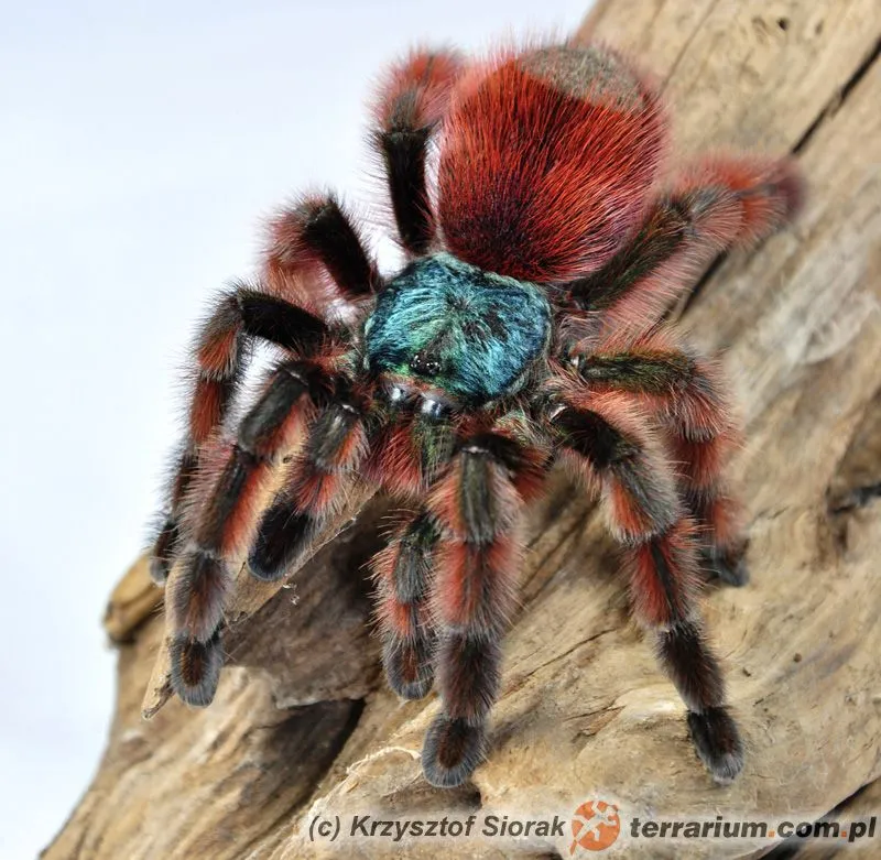 17239 versicolor tarantula molting