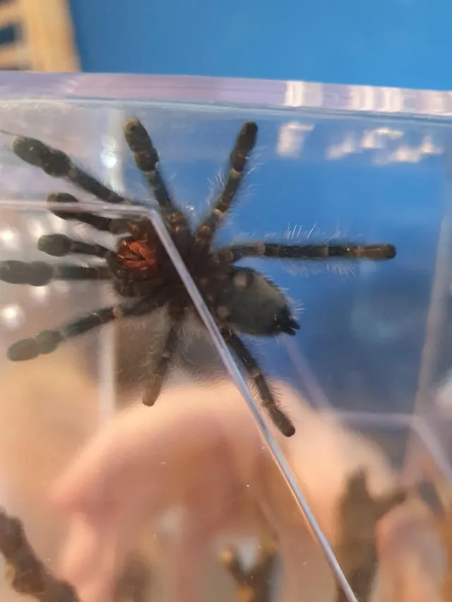 /img/17239-versicolor-tarantula-spiderling.webp