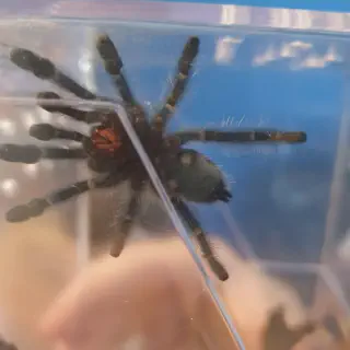 /img/17239-versicolor-tarantula-spiderling.webp