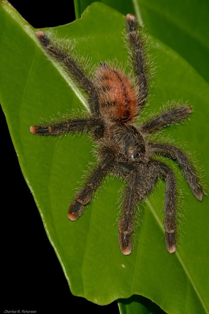 17240 tarantula defensive pose
