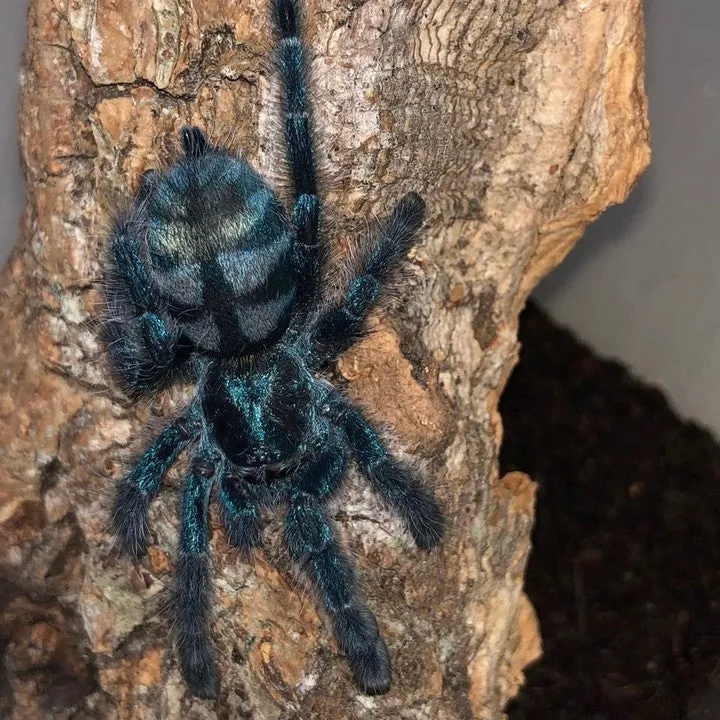 17240 tarantula eating