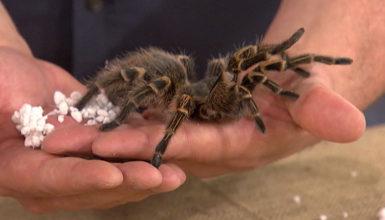 17240 tarantula fangs
