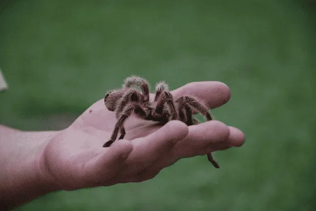 /img/17240-tarantula-health-issues.webp