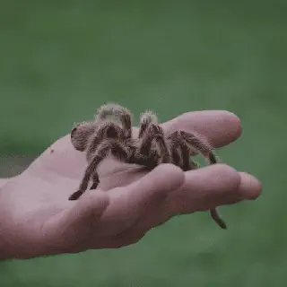 /img/17240-tarantula-health-issues.webp
