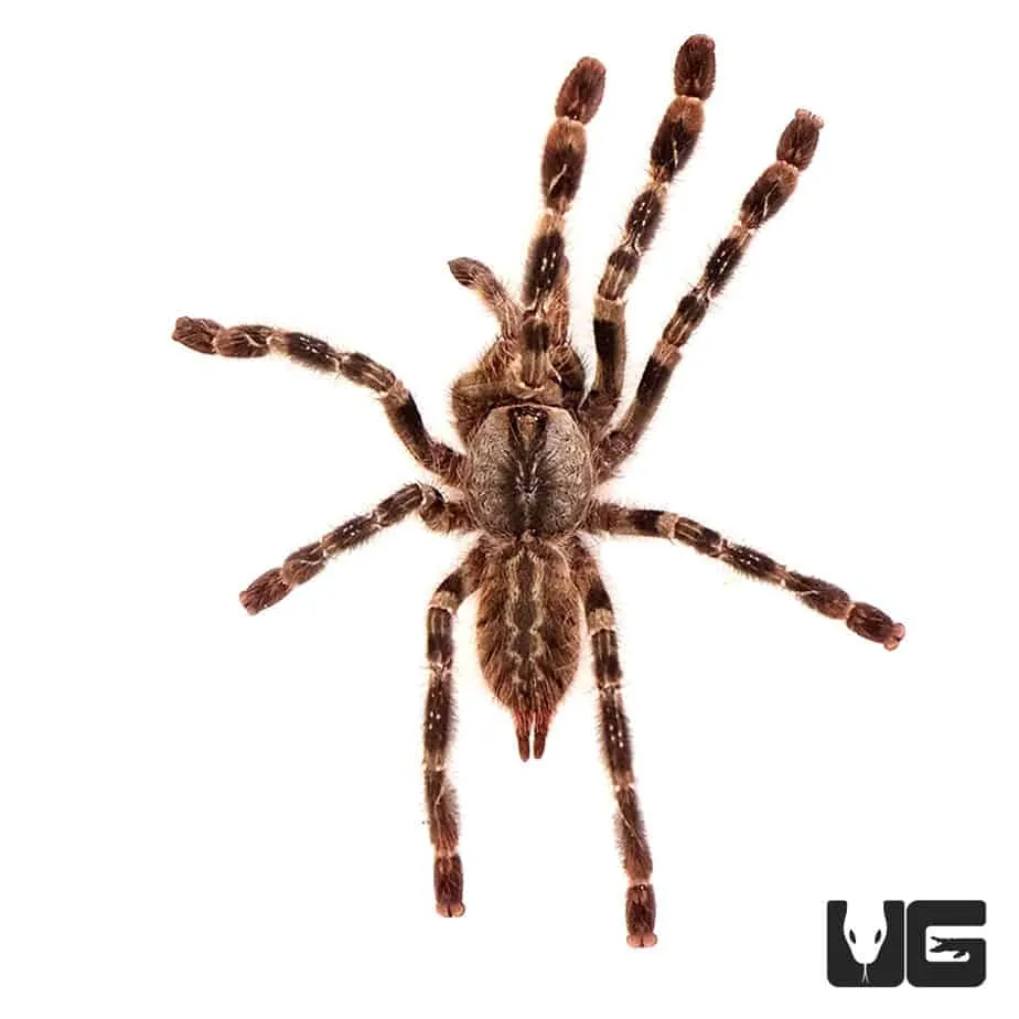 17240 tarantula molting