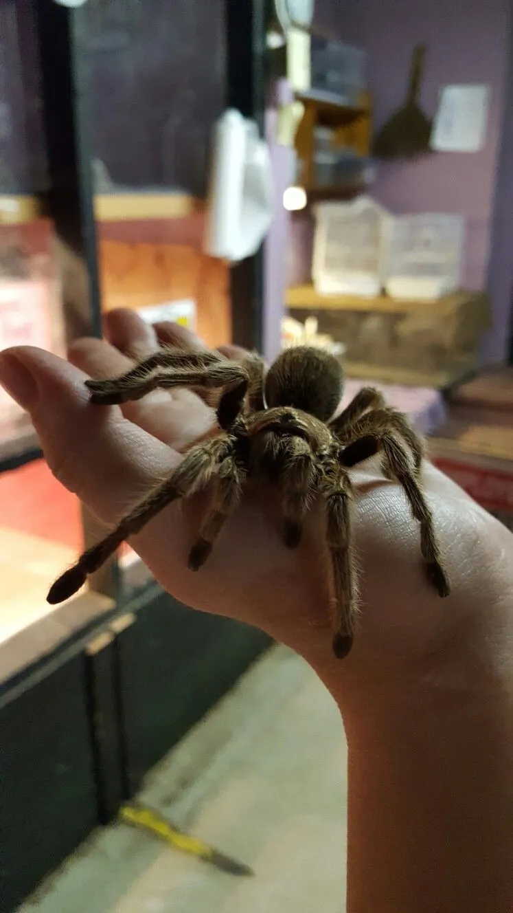 /img/17241-healthy-tarantula.webp
