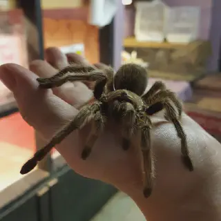 /img/17241-healthy-tarantula.webp
