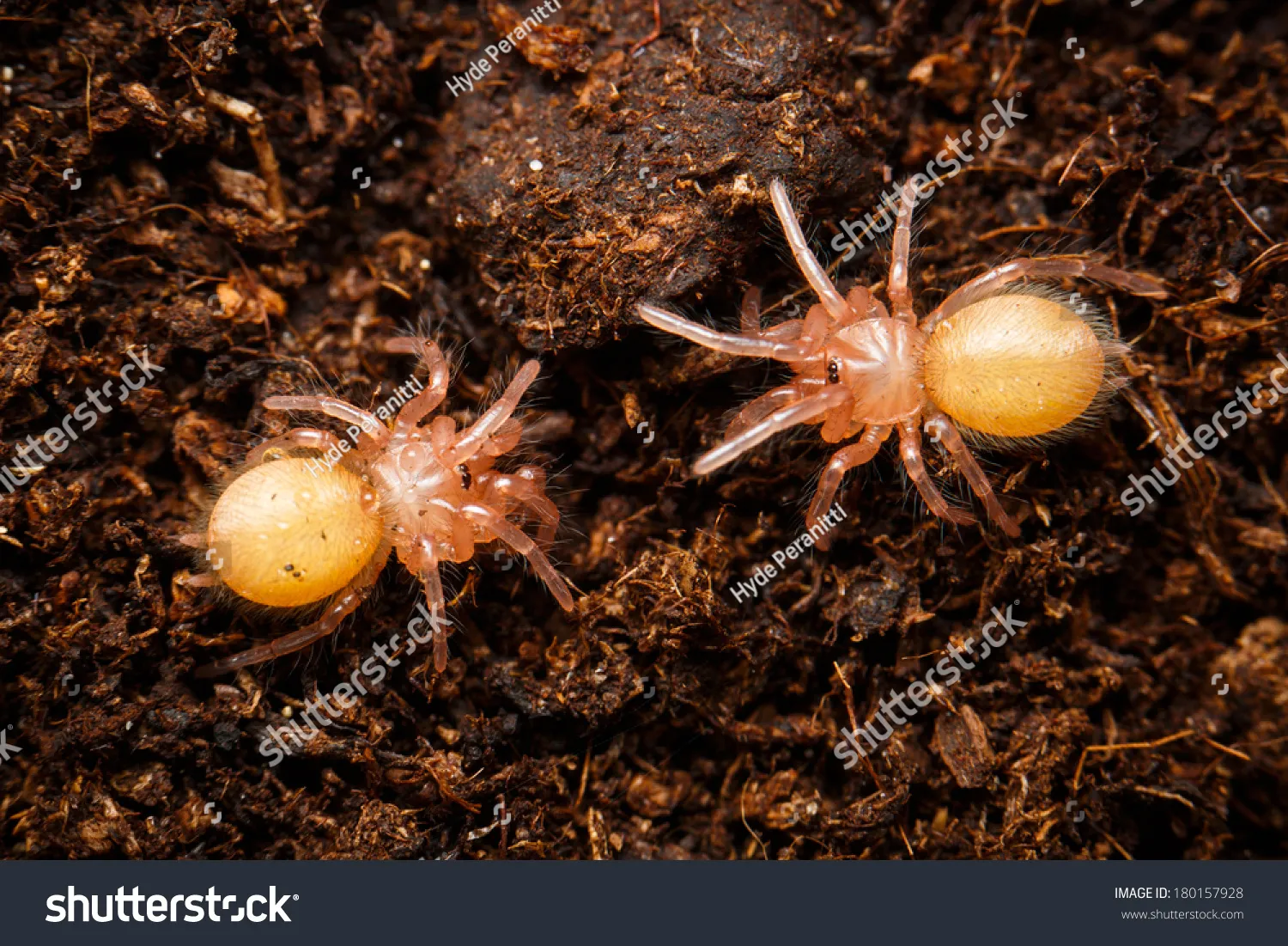 17242 baby tarantulas group