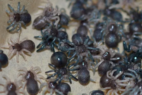 17242 feeding baby tarantulas