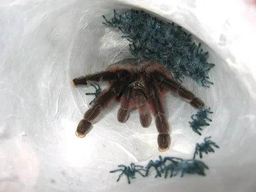 17242 tarantula enclosure