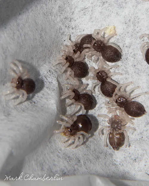 /img/17242-tarantula-predators.webp