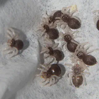 /img/17242-tarantula-predators.webp