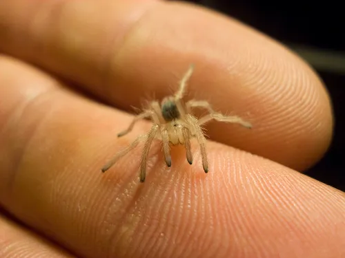 17242 tarantula species variations