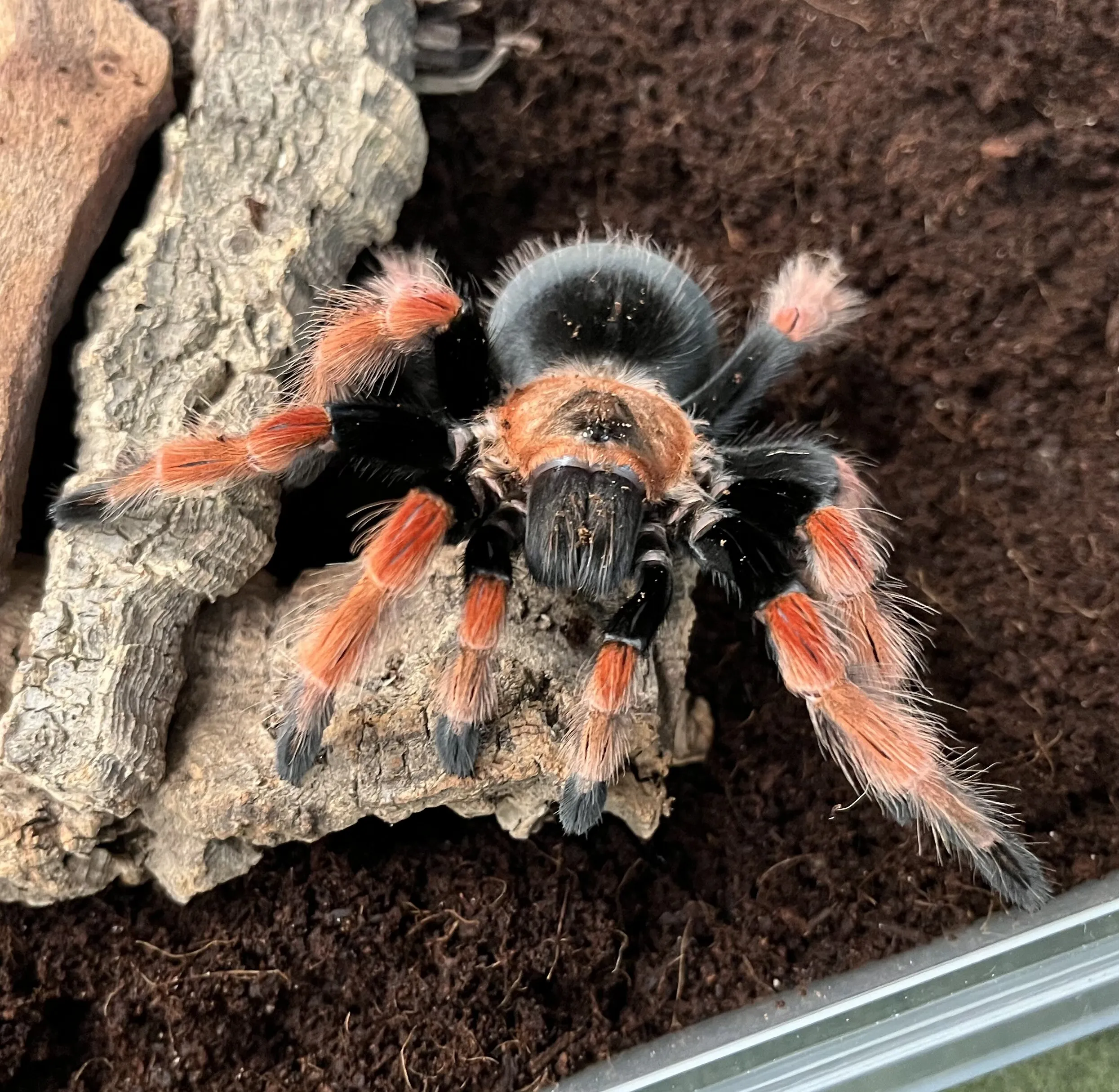 17243 arboreal tarantula feeding