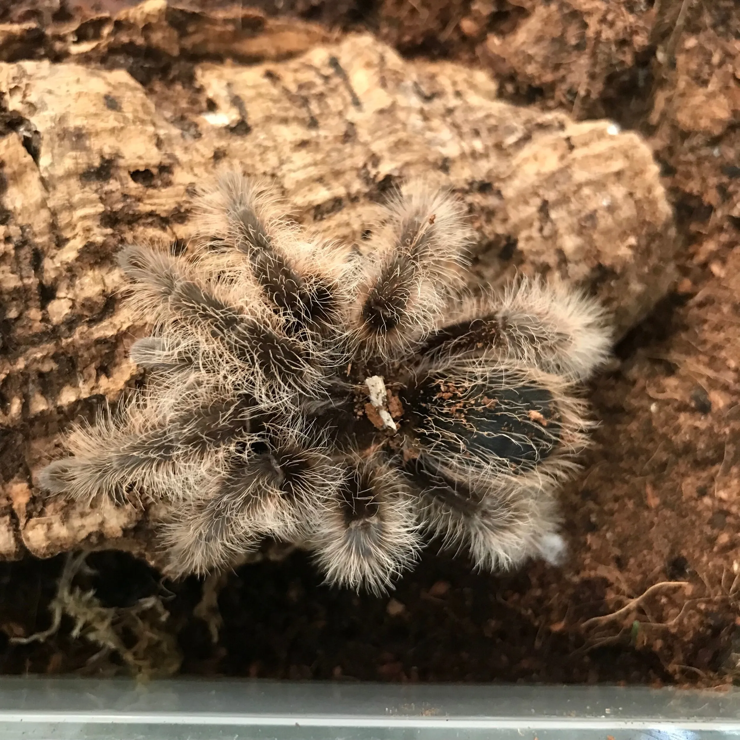 17243 arboreal tarantula habitat