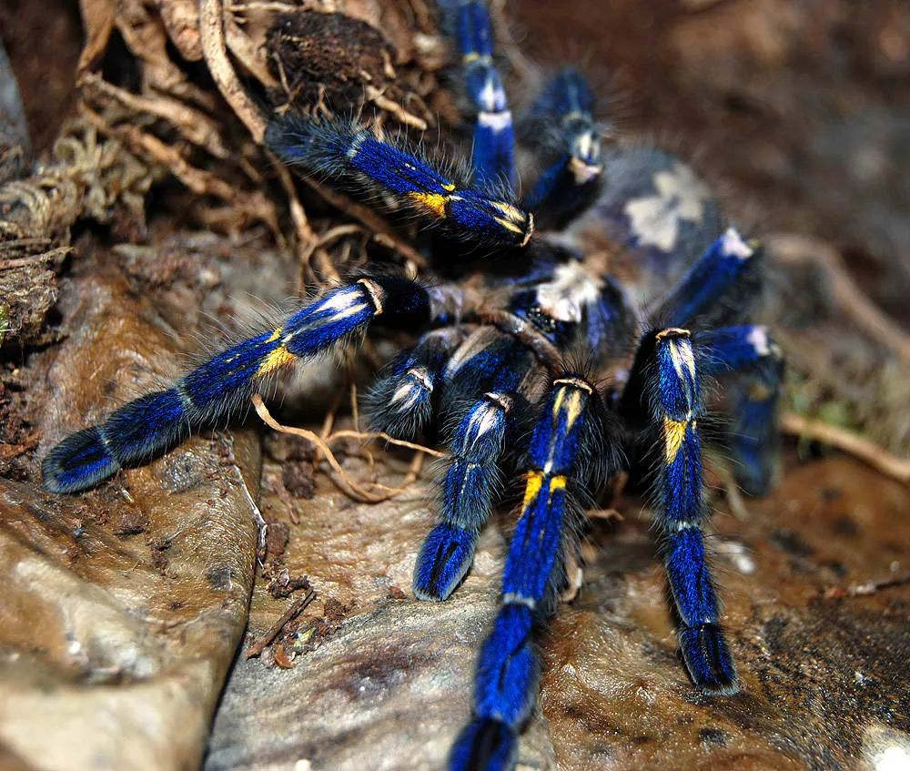 17243 arboreal tarantula handling