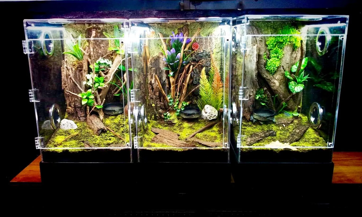 17243 arboreal tarantula lifespan