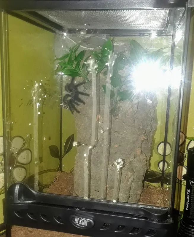 17243 tarantula enclosure