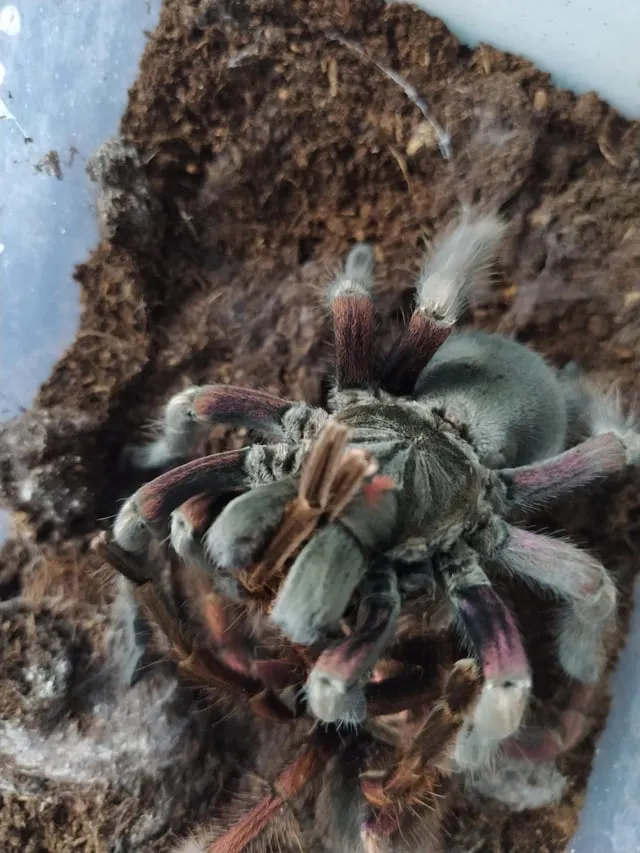 /img/17243-tarantula-feeding-prey.webp