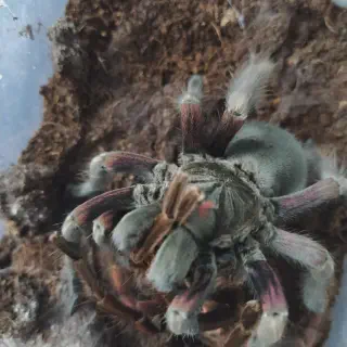 /img/17243-tarantula-feeding-prey.webp