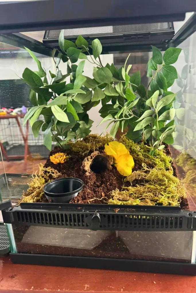 17245 tarantula ventilation