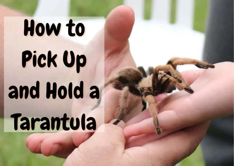17246 tarantula gentle touch