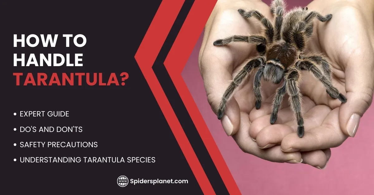 17246 tarantula handling safe space
