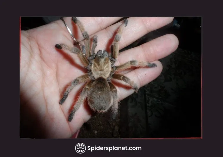 17246 tarantula handling tools