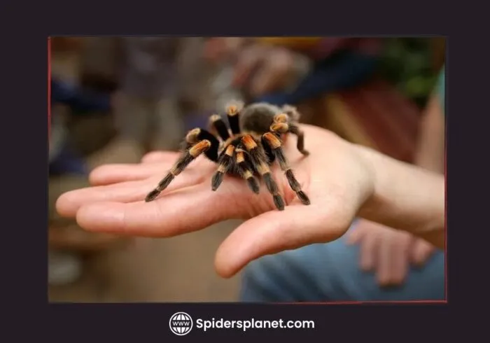 17246 tarantula protective gear