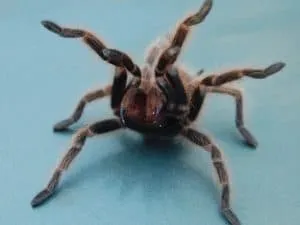 /img/17246-tarantula-returning-to-enclosure.webp
