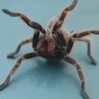 /img/17246-tarantula-returning-to-enclosure.webp
