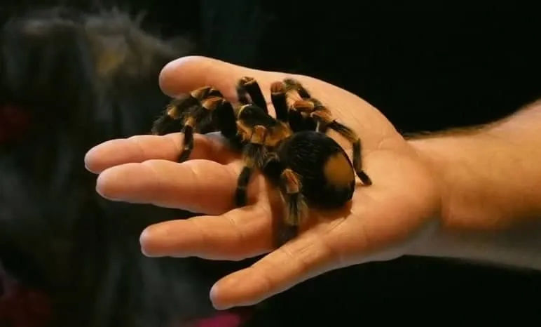 17246 tarantula scoop method