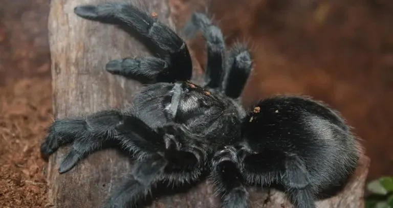 17247 male tarantula