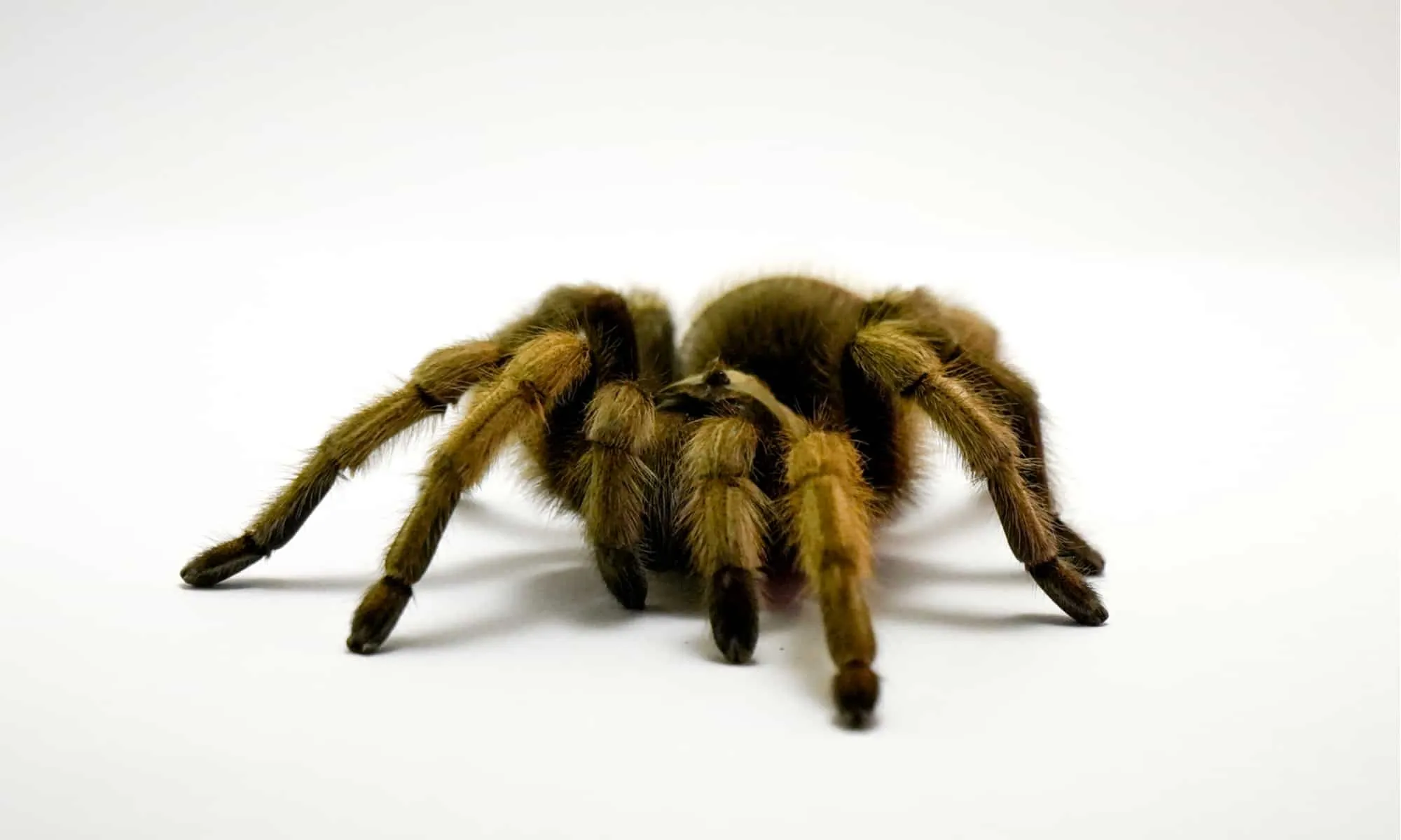 /img/17247-tarantula-feeding.webp