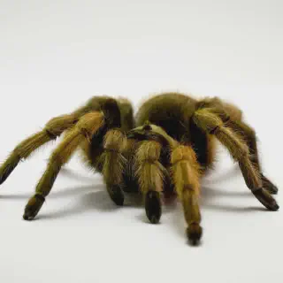 /img/17247-tarantula-feeding.webp