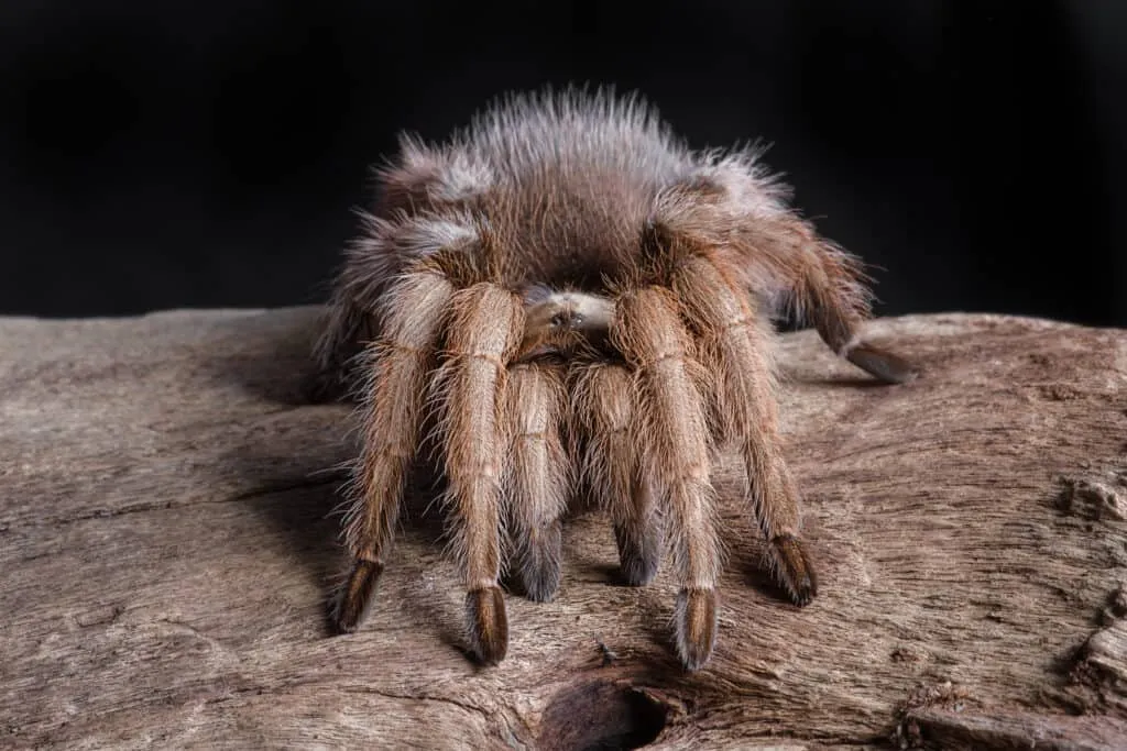17247 tarantula habitat