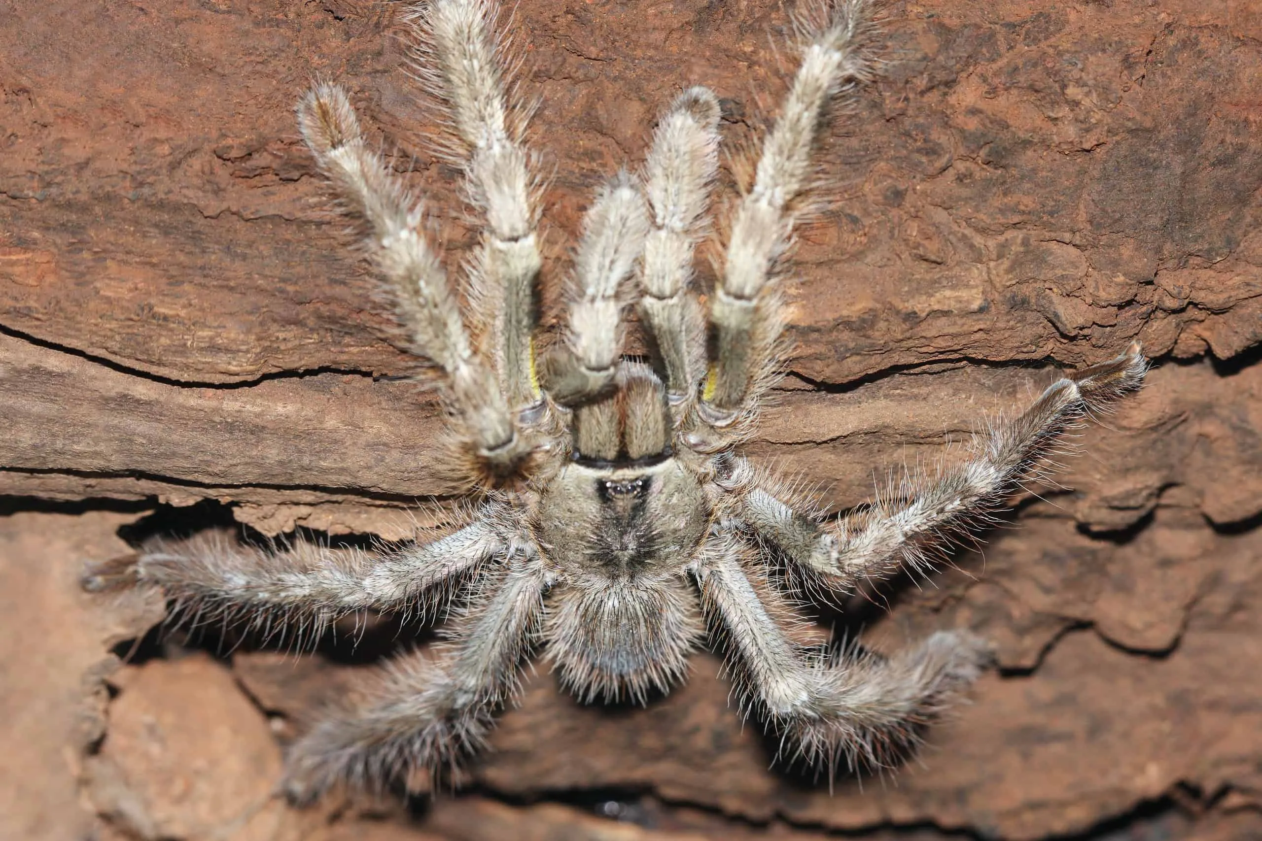 17247 tarantula molting