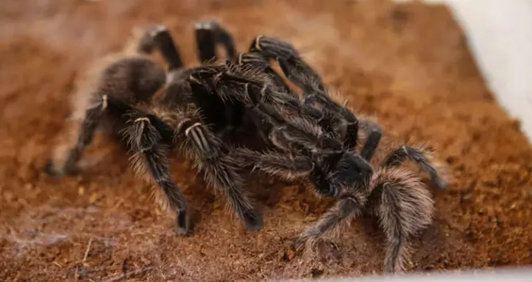 17247 tarantula overview