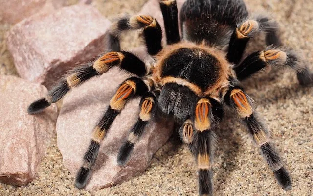17247 tarantula species